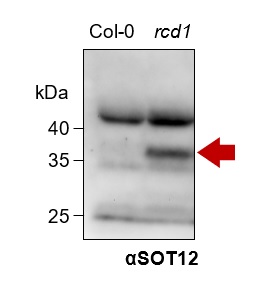 Western blot using anti-SOT12 antibodies